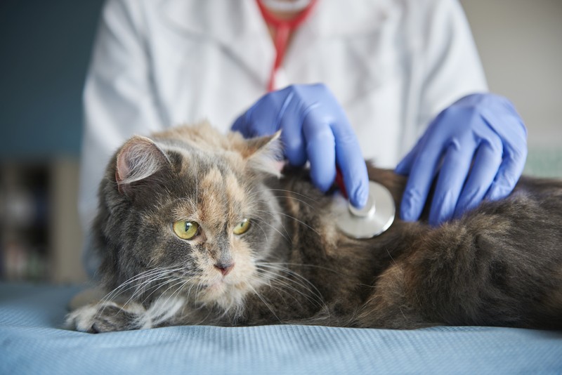  Semintra, qué es y cómo cuidar de la enfermedad renal crónica felina